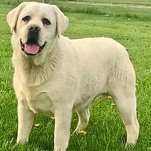 Name Labrador Retriever Dog Trooper