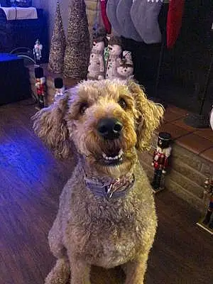 Name Airedale Terrier Dog Pippa