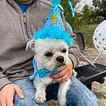 Blue, Dog, Sunglasses, Dog Clothes, Carnivore, Dog breed, Dog Supply, Fawn, Companion dog, Tree, Snout, Toy Dog, Stuffed Toy, Furry friends, Fashion Accessory, Toy, Party Hat, Plush, Terrier