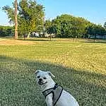 Dog, Sky, Plant, Tree, Dog breed, Carnivore, Line, Fawn, Companion dog, Water, Grass, Pet Supply, Tints And Shades, Tail, Collar, Pug, Sidewalk, Leash, Leisure