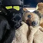 Dog, Dog breed, Carnivore, Ear, Whiskers, Working Animal, Companion dog, Fawn, Toy Dog, Felidae, Snout, Canidae, Terrestrial Animal, Furry friends, Chihuahua, Paw, Puppy, Car Seat, Nap
