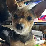 Head, Dog, Eyes, Dog breed, Carnivore, Human Body, Ear, Whiskers, Companion dog, Fawn, Snout, Furry friends, Toy Dog, Working Animal, Canidae, Terrestrial Animal, Corgi-chihuahua