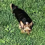 Dog breed, Carnivore, People In Nature, Grass, Groundcover, Companion dog, Grassland, Terrestrial Animal, Tail, Canidae, Plant, Artificial Turf, Shadow, Pasture