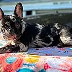 Dog, Dog breed, Carnivore, Fawn, Ear, Companion dog, Grass, Snout, Toy Dog, Bulldog, Whiskers, Working Animal, French Bulldog, Canidae, Terrestrial Animal, Non-sporting Group, Boston Terrier, Working Dog, Puppy