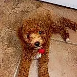 Dog, Water Dog, Carnivore, Dog breed, Fawn, Companion dog, Toy Dog, Poodle, Snout, Terrier, Wood, Working Animal, Labradoodle, Pet Supply, Furry friends, Canidae, Liver, Goldendoodle