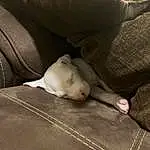 Dog, Dog breed, Carnivore, Comfort, Fawn, Companion dog, Working Animal, Whiskers, Bull Terrier, Felidae, Terrestrial Animal, Toy Dog, Canidae, Pattern, Furry friends, Non-sporting Group, Human Leg, Knee