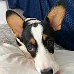 Dog, Dog breed, Carnivore, Working Animal, Whiskers, Companion dog, Ear, Snout, Comfort, Terrestrial Animal, Chilean Fox Terrier, Toy Dog, Canidae, Furry friends, Paw, Art, Terrier, Working Dog, Puppy