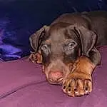 Dog, Liver, Dog breed, Carnivore, Comfort, Working Animal, Companion dog, Fawn, Whiskers, Snout, Canidae, Ball, Guard Dog, Paw, Hound, Gun Dog, Wrinkle, Terrestrial Animal, Puppy