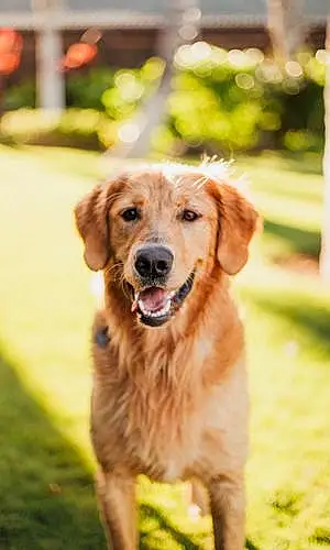Name Golden Retriever Dog Tango