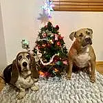 Christmas Tree, Dog, Dog breed, Carnivore, Christmas Ornament, Holiday Ornament, Companion dog, Fawn, Ornament, Event, Christmas Decoration, Holiday, Dog Supply, Canidae, Christmas, Tree, Home, Conifer