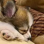 Dog, Dog breed, Carnivore, Ear, Felidae, Small To Medium-sized Cats, Whiskers, Fawn, Companion dog, Snout, Wood, Eyelash, Canidae, Paw, Comfort, Furry friends, Claw, Nap