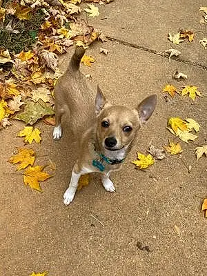 Name Chihuahua Dog Ryker