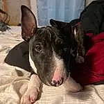 Dog, Dog breed, Comfort, Carnivore, Whiskers, Fawn, Companion dog, Ear, Snout, Terrestrial Animal, Bull Terrier, Working Animal, Canidae, Non-sporting Group, Paw