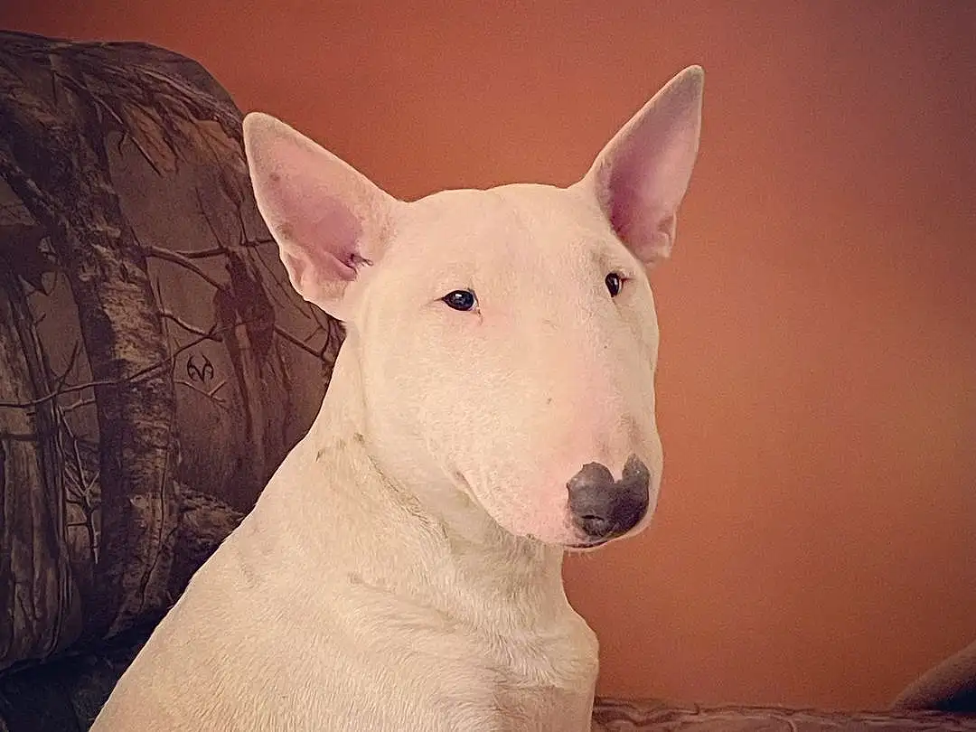 Dog, Dog breed, Carnivore, Bull Terrier, Fawn, Terrestrial Animal, English White Terrier, Bull Terrier (miniature), Tints And Shades, Snout, Companion dog, Whiskers, Old English Terrier, Art, No Expression, Canidae, Comfort, Ancient Dog Breeds, Working Animal, Non-sporting Group