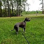 Plant, Dog, Dog breed, Carnivore, Sky, Tree, Fawn, Working Animal, Grass, Tail, Grassland, Terrestrial Animal, Canidae, Pasture, Companion dog, Groundcover, Gun Dog, Sighthound