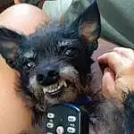 Dog, Ear, Carnivore, Dog breed, Fawn, Companion dog, Toy Dog, Whiskers, Working Animal, Gadget, Chihuahua, Audio Equipment, Terrier, Furry friends, Canidae, Felidae, Telephony, Small Terrier, Guard Dog