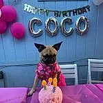 Dog, Window, Blue, Purple, Dog breed, Dog Supply, Pink, Carnivore, Balloon, Happy, Plant, Fawn, Red, Companion dog, Magenta, Fun, Snout, Picture Frame
