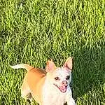 Dog, Carnivore, Dog breed, Grass, Fawn, Companion dog, Terrestrial Animal, Snout, Plant, Tail, Toy Dog, Grassland, Chihuahua, Working Animal, Canidae, Whiskers, Irishjacks, Terrier, Corgi-chihuahua