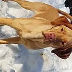 Dog, Dog breed, Snow, Carnivore, Fawn, Working Animal, Terrestrial Animal, Snout, Whiskers, Canidae, Art, Freezing, Chest, Winter, Dog Collar, Barechested, Tail