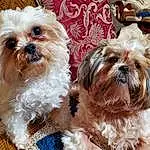 Dog, Dog breed, Carnivore, Liver, Companion dog, Shih Tzu, Fawn, Toy Dog, Natural Material, Working Animal, Furry friends, Dog Supply, Maltepoo, Terrier, Small Terrier, Mal-shi, Water Dog, Plant, Shih-poo