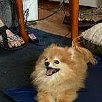 Dog, Carnivore, Dog breed, Fawn, Companion dog, Toy Dog, Spitz, Snout, Whiskers, Furry friends, Canidae, German Spitz Klein, German Spitz, Chair, Maltepoo, Puppy, Non-sporting Group, Wood