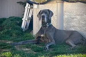 Great Dane Dog Athena