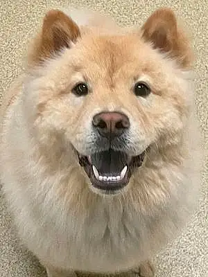 Name Chow Chow Dog Riggs
