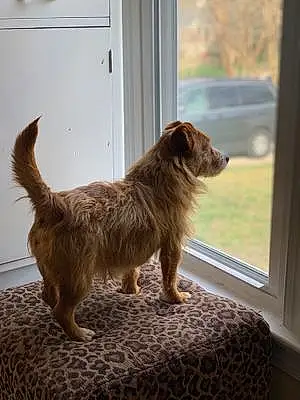 Norfolk Terrier Dog Max Lewis
