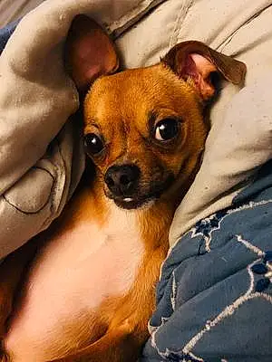 Name Chihuahua Dog Marshall