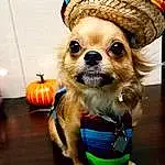 Dog, Sunglasses, Dog Clothes, Carnivore, Dog Supply, Toy, Hat, Dog breed, Fedora, Calabaza, Pumpkin, Companion dog, Fawn, Costume Hat, Plaid, Gourd, Working Animal, Toy Dog, Whiskers, Party Hat