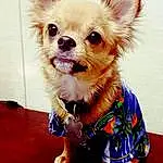 Hair, Head, Dog, Dog Supply, Eyes, Dog breed, Carnivore, Whiskers, Iris, Chihuahua, Ear, Pink, Companion dog, Fawn, Toy Dog, Dog Clothes, Working Animal, Snout, Pet Supply