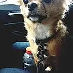 Dog, Light, Ear, Dog Supply, Dog breed, Carnivore, Iris, Chihuahua, Companion dog, Fawn, Whiskers, Toy Dog, Snout, Car, Furry friends, Bottle, Water Bottle, Vehicle Door, Canidae