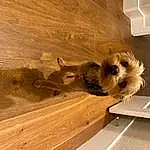 Wood, Dog, Carnivore, Fawn, Hardwood, Wood Stain, Companion dog, Plank, Laminate Flooring, Ceiling, Plywood, Varnish, Room, Wood Flooring, Dog breed, Lumber, Wing, Paw