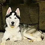 Dog, Carnivore, Sled Dog, Dog breed, Companion dog, Furry friends, Working Animal, Terrestrial Animal, Working Dog, Canidae, Non-sporting Group, Ancient Dog Breeds