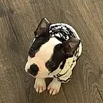 Dog, Wood, Carnivore, Dog breed, Fawn, Companion dog, Hardwood, Tints And Shades, Snout, Terrestrial Animal, Working Animal, Whiskers, Boston Terrier, Tail, French Bulldog, Molosser, Shadow