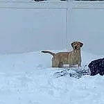 Dog, Snow, Carnivore, Pet Supply, Fawn, Freezing, Dog breed, Collar, Winter, Tail, Working Animal, Precipitation, Art, Dog Supply, Pointing Breed, Hunting Dog, Canidae, Winter Storm, Non-sporting Group