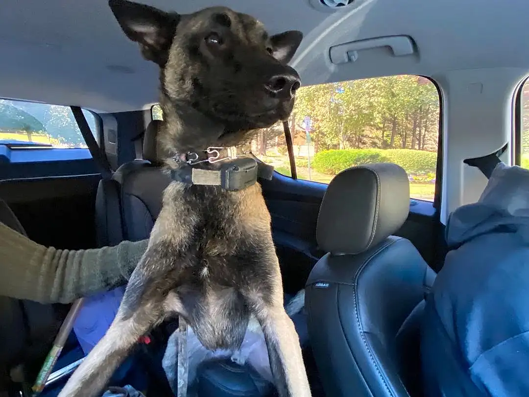 Dog, Vroom Vroom, Vehicle, Dog breed, Window, Car, Carnivore, Gesture, Vehicle Door, Hood, Fawn, Automotive Exterior, Felidae, Snout, Auto Part, Automotive Window Part, Car Seat, Windshield, Family Car