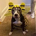 Dog, Dog breed, Carnivore, Working Animal, Dog Clothes, Yellow, Collar, Companion dog, Fawn, Chair, Dog Collar, Snout, Whiskers, Ball, Personal Protective Equipment, Dog Supply, Paw
