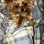 Brown, Dog, Dog Supply, Dog breed, Carnivore, Liver, Sleeve, Working Animal, Companion dog, Fawn, Pet Supply, Toy Dog, Snout, Tartan, Plaid, Small Terrier, Pattern, Canidae, Terrier