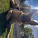 Sky, Dog, Plant, Cloud, Gesture, Sunlight, Tree, Fawn, Grass, People In Nature, Tail, Fun, Happy, Trunk, Lens Flare, Heat, Furry friends, Shadow