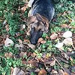 Dog, Plant, Carnivore, Dog breed, Grass, Fawn, Groundcover, Working Animal, Snout, Terrestrial Animal, Soil, Canidae, Tail, German Shepherd Dog, Companion dog, Working Dog