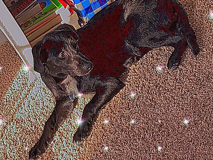 Dog, World, Textile, Carnivore, Working Animal, Art, Red, Tints And Shades, Pattern, Dog Supply, Road Surface, Event, Carpet, Visual Arts, Carmine, Illustration, Chair, Dog breed