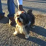 Dog, Carnivore, Dog breed, Companion dog, Toy Dog, Snout, Road Surface, Asphalt, Terrier, Small Terrier, Grass, Human Leg, Furry friends, Tail, Canidae, Puppy love, Shih-poo, Maltepoo, Foot