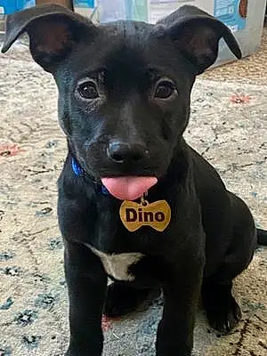 Name  Other Dog Dino