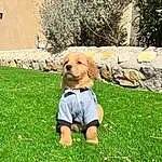 Plant, Dog, Dog breed, Carnivore, People In Nature, Companion dog, Grass, Toy, Groundcover, Leisure, Tree, Lawn, Dog Clothes, Canidae, Recreation, Garden, Shrub