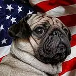 Dog, Pug, Dog breed, Carnivore, Companion dog, Fawn, Wrinkle, Snout, Flag, Whiskers, Flag Of The United States, Toy Dog, Furry friends, Canidae, Biting, Event, Dog Collar, Non-sporting Group, Terrestrial Animal