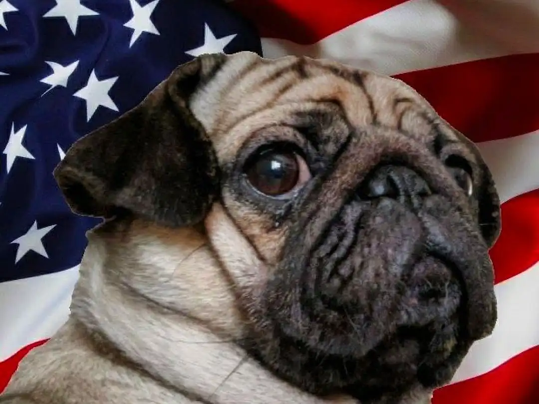 Dog, Pug, Dog breed, Carnivore, Companion dog, Fawn, Wrinkle, Snout, Flag, Whiskers, Flag Of The United States, Toy Dog, Furry friends, Canidae, Biting, Event, Dog Collar, Non-sporting Group, Terrestrial Animal