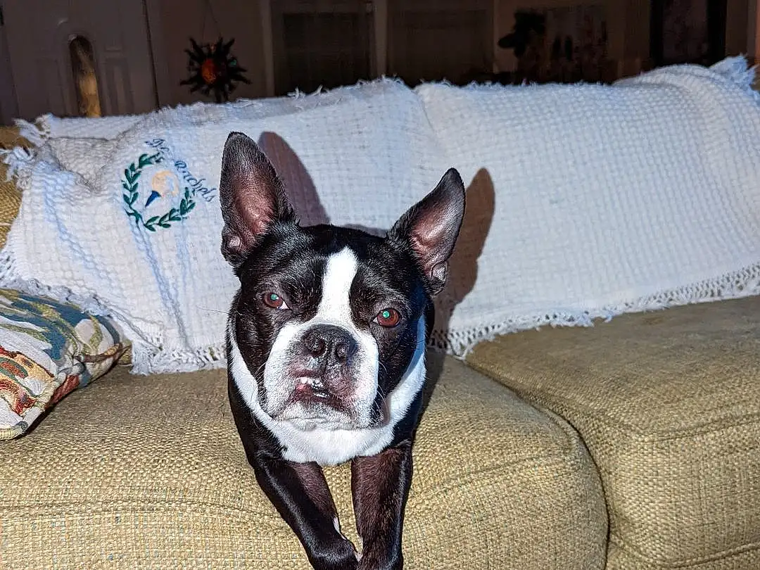 Dog, Furniture, Dog breed, Comfort, Couch, Carnivore, Companion dog, Fawn, Working Animal, Snout, Whiskers, Boston Terrier, Canidae, Tail, Terrestrial Animal, Room, Dog Supply, Toy Dog