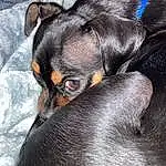 Head, Dog, Dog breed, Carnivore, Grey, Fawn, Ear, Companion dog, Snout, Whiskers, Working Animal, Close-up, Toy Dog, Terrestrial Animal, Guard Dog, Working Dog, Non-sporting Group, Paw