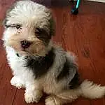 Dog, Carnivore, Dog breed, Companion dog, Toy Dog, Snout, Small Terrier, Terrier, Working Animal, Wood, Hardwood, Shih-poo, Wood Stain, Water Dog, Furry friends, Maltepoo, Wood Flooring, Varnish